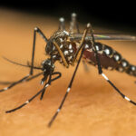 Cuidados com a dengue nos condomínios